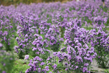 Violet and pink Margaret flowers blooming in the garden. Close-up beautiful and fresh Margaret flowers in natural light.