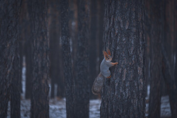 wild squirrel on a tree in a winter forest