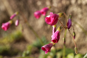 pink orchid flower