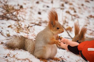 wild squirrel eats from hands in the winter forest
