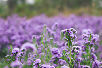 Fototapeta premium Violet and pink Margaret flowers blooming in the garden. Close-up beautiful and fresh Margaret flowers in natural light.