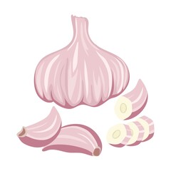 vector garlic whole and sliced