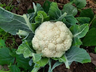 Cauliflower is one of several vegetables in the species Brassica oleracea in the genus Brassica, ...