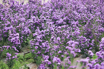 Violet and pink Margaret flowers blooming in the garden. Close-up beautiful and fresh Margaret flowers in natural light.