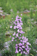 Violet and pink Margaret flowers blooming in the garden. Close-up beautiful and fresh Margaret...
