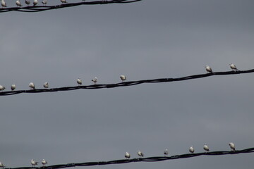 birds on wire