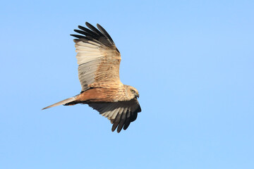 Western Marsh Harrier