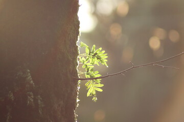 spring in the forest