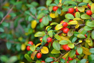 Cotoneaster dammeri plant. Cotoneaster radicans eichholz plant. Fresh foliage and berries. Garden, park or wild nature plant. Beautiful summer nature.