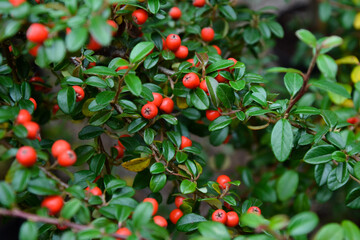 Cotoneaster dammeri plant. Cotoneaster radicans eichholz plant. Fresh foliage and berries. Garden, park or wild nature plant. Beautiful summer nature.
