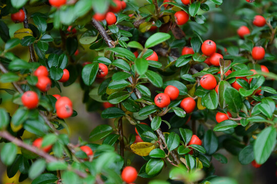 Cotoneaster dammeri plant. Cotoneaster radicans eichholz plant. Fresh foliage and berries. Garden, park or wild nature plant. Beautiful summer nature.