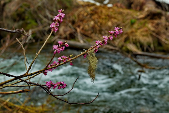 Russia. Kuznetsk Alatau. To Celebrate Spring Blooming Shrub, Daphne Mezereum Fatal (wolf Bark) Very Good Luck Because Of Its Rarity. All Parts Of The Plant, Especially The Fruit, Are Very Poisonous.