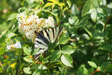 Segelfalter (Iphiclides podalirius), Südtirol. Der Schmetterling hat mehrere Angriffe von...