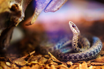 garter snake close-up