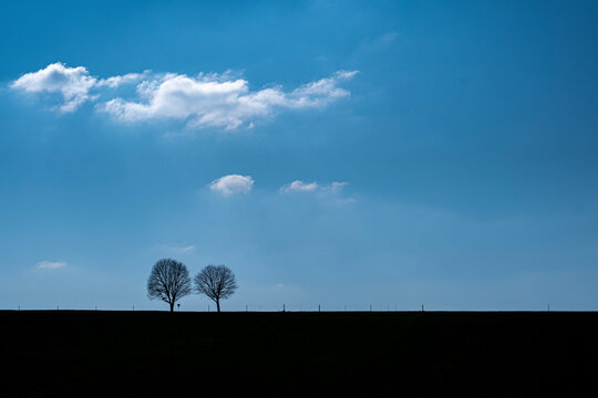 Zwei schwarze Silhouetten von Bäumen vor blauem Himmel mit Wolke