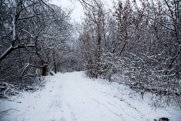 snow-covered forest road