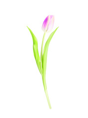 Vector pink tulip flower isolated on white background