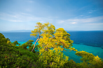 Mediterranean Trees near the sea in Greece