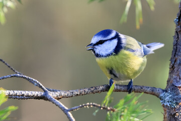 Obraz premium Blue tit in the tree