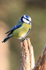 Blue tit in the tree