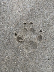 Dog foot print on the beach