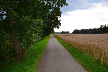 path in the park