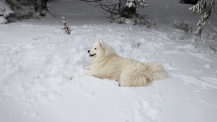 Samoyed dog lying in the winter forest