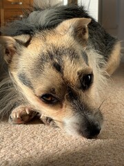 Alfred - the world's cutest dog?