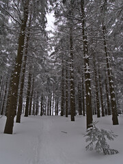 Beautiful view of snow-covered footpath leading through forest of coniferous spruce trees with bare trunks in winter season near Schliffkopf, Germany in the Black Forest hills in winter season.