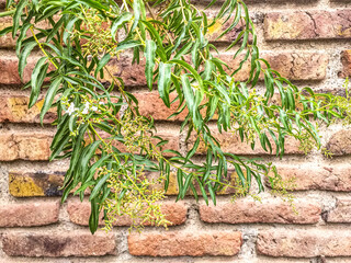 plant on brick wall