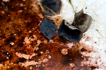 Rusting Leaves