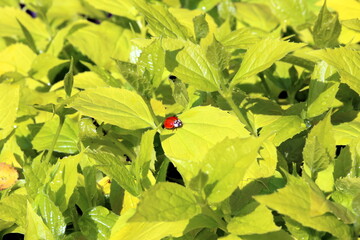 ladybug on green leaf