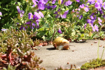 snail on the path in the garden