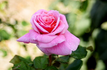 the pink rose with dew drops on the surface close-up in the ground
