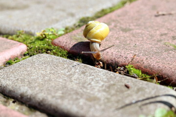 snail on a stone