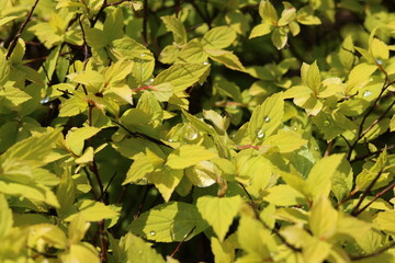 leaves in the garden