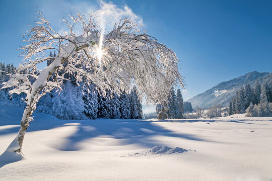Allg&auml;u - Winterwonderland - Schnee - Panorama - malerisch - Baum