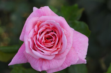 the pink rose close-up in the ground