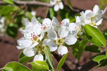 Blooming pears in spring. Beautiful white flowers on a branch. Flowering. Close-up. Background. Scenery.