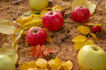 Naklejka na ściany i meble Fallen apples in the fall