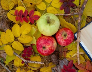 Naklejka na ściany i meble Fallen green apples in autumn