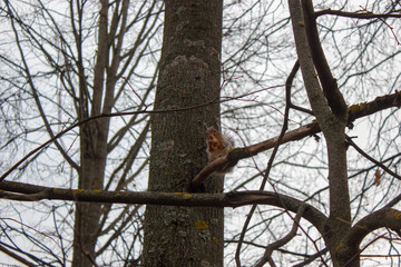 Squirrel eats on a tree