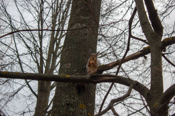 Squirrel eats on a tree