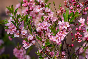 Prunus tenella dwarf Russian Almond pink flowers in bloom, beautiful ornamental plant in bloom