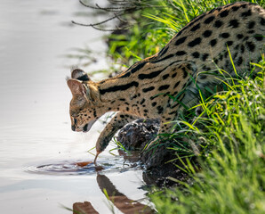 A Serval Cat Tests the water