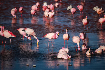 Group of flamingos in the red lagoon (Laguna Colorada) in the Andes in Bolivia