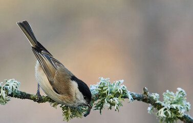 Marsh Tit sitting on a stick