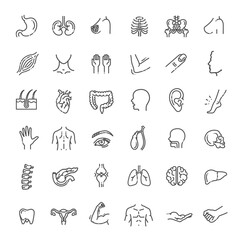 Fototapeta premium Set of vector line icons of anatomy