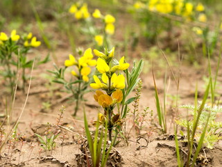 Astragalus saralinsky (lat.Astragalus saralensis Gontsch), legume family, blooms on sandy soil in...