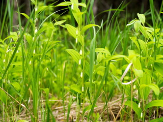The thickets of the herbaceous plant Kupena fragrant or medicinal (Polygonatum odoratum) grows in shady areas in summer.